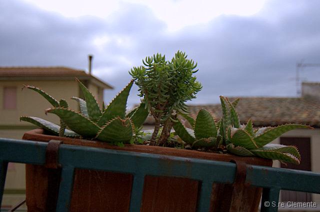 _SC09994.jpg
